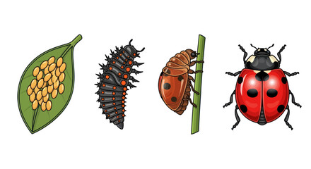 Ladybug Life Cycle Stages: Eggs Larva Pupa Adult.