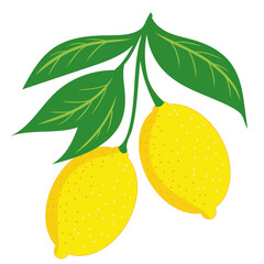 Lemons with leaves on a branch vector color illustration. Yellow citrus fruit twig on isolated background for packaging and design. Italian classic print