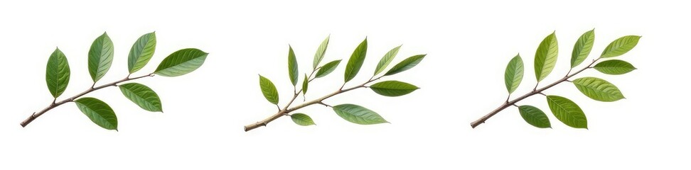 Fototapeta premium Three isolated branches in varying positions on a white background, white, branches