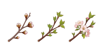 Flowering branch stages: buds leaves and blossoms in spring.