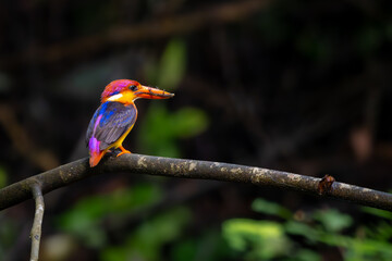 A riot of colours, Oriental Dwarf Kingfisher or ODKF birds are found in tropical, moist, dense forests