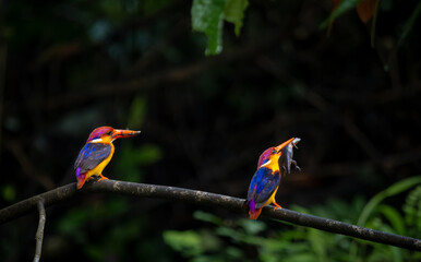 A riot of colours, Oriental Dwarf Kingfisher or ODKF birds are found in tropical, moist, dense forests