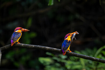 A riot of colours, Oriental Dwarf Kingfisher or ODKF birds are found in tropical, moist, dense forests