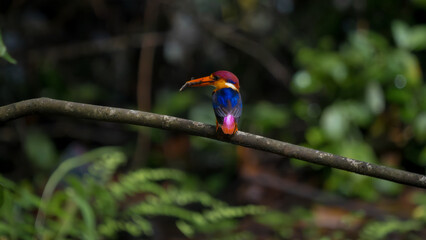 A riot of colours, Oriental Dwarf Kingfisher or ODKF birds are found in tropical, moist, dense forests