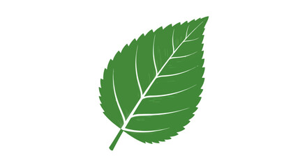 Vibrant Green Leaf with Detailed Venation on White Background.