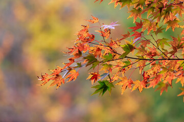 Close up view of bright orange Maple leaves in the forest during autumn time.