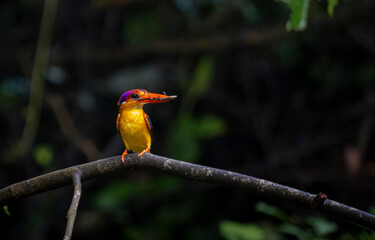 A riot of colours, Oriental Dwarf Kingfisher or ODKF birds are found in tropical, moist, dense forests