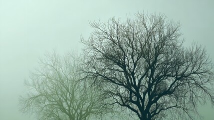Forest of snowy trees on a winter's day