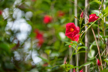 Close-up of a red mandevilla flower in bloom