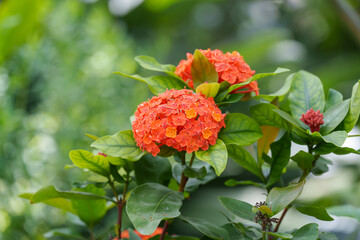 Close-up photo of a red blooming Chinese Ixora (Ixora chinensis) flower.