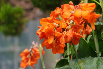 Close-up of a pink Canna Lily flower in bloom