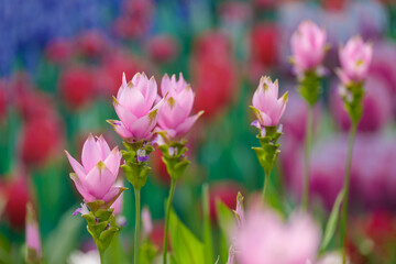 Close-up photo of a pink Curcuma (Siam Tulip) flower in bloom