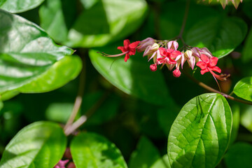 Close-up of a red Bleeding-heart Vine (Clerodendrum thomsoniae) flower in bloom.