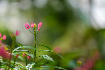 Close-up of red Brazilian Candles (Pavonia multiflora) flowers in bloom.
