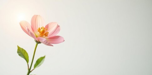 Fototapeta premium delicate flower on white background with sunlight, stem, botanical, natural