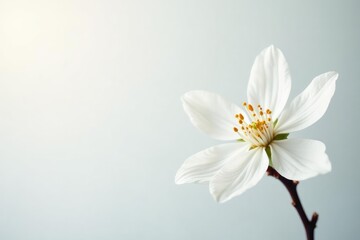 Fototapeta premium Delicate white blossom against pure white background, botanical, detail