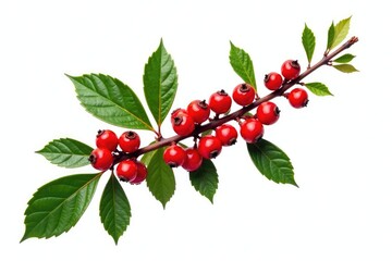 Isolated branch with berries on white background, foliage, botanical, berry branch
