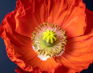 Close-up of a vibrant poppy flower