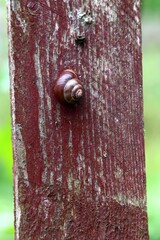 A snail clinging to a weathered, wooden surface, with detailed shell.
