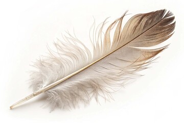 Feather bird isolated on white background