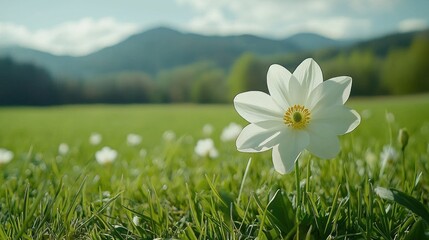 White flower in a grassy field with mountains in the background
