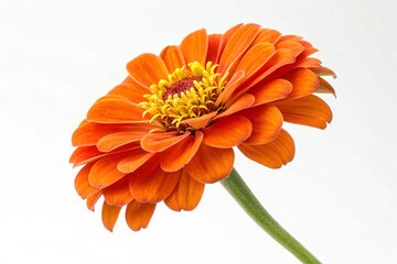 Orange flower of zinnia isolated on white background