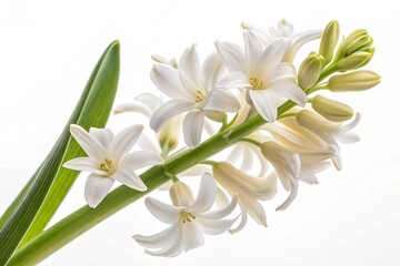 White flower of hyacinth isolated on white background