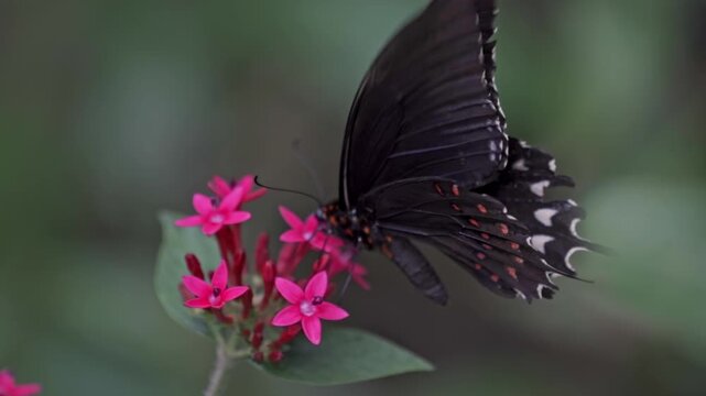 A close-up side view of a Red-spotted Cattleheart butterfly (Parides eurimedes) as it feeds from a cluster of small, vibrant pink flowers in Atitl&aacute;n Lake, Guatemala.