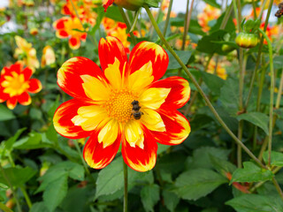Dahlia Collarette 'Pooh' - A festival of colors on erect stems proudly bearing its bright orange-red and yellow flowers above the green cut foliage, attracting a bee 