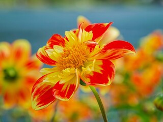 Collarettes dahlias 'Pooh', charming appearance with beautiful colors, bright orange-red petals with sunny yellow collarette surrounding a central disc
