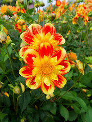 Dahlia Collarette 'Pooh' Large and single flowers of beautiful fiery orange-red with yellow tips and collarettes atop wiry stems bearing green leaves providing a lush backdrop