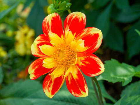 Collarette Dahlia 'Pooh', striking flowering in wiry stem with orange to scarlet red petals edged in yellow, golden yellow collar surrounding a central disc of yellow stamens