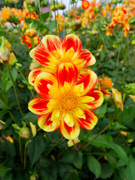 Dahlia Collarette 'Pooh' Large and single flowers of beautiful fiery orange-red with yellow tips and collarettes atop wiry stems bearing green leaves providing a lush backdrop
