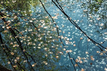 Autumn leaves floating on calm water with sky and tree reflections, creating a dreamy abstract natural scene.