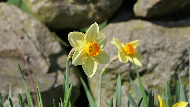 Photo of a Beautiful Bunch of Yellow Daffodils growing in garden in UK