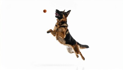A German Shepherd dog leaps in the air, attempting to catch a small brown ball against a plain white background.