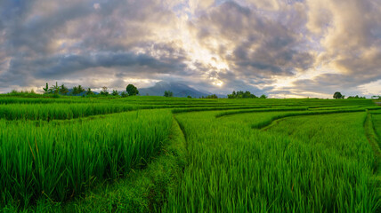 Obraz premium Beautiful morning view indonesia panorama landscape paddy fields with beauty color and sky natural light
