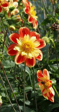 Dahlia Collarette 'Pooh' - Swan Island. Glowing orange-red and yellow collarette blooms on erect wiry stems attracting insects pollinator
