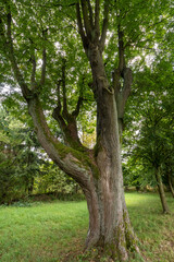 Eine Linde der Lindenallee in Lipova u Sluknova 6