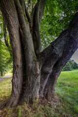 Eine Linde der Lindenallee in Lipova u Sluknova 3