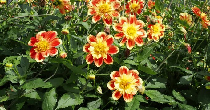 Dahlia 'Pooh Swan Island' - Bushy flowering with orange-red petals around yellow collarettes on sturdy stems provide a contrasting backdrop with abright green foliage.
