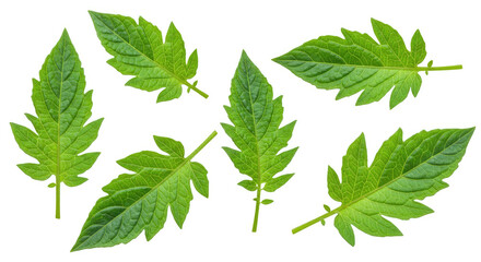Fototapeta premium cannabis leaf on white background