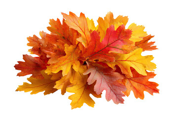 A cluster of vibrant autumn leaves