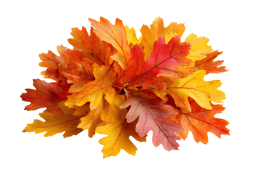 A cluster of vibrant autumn leaves