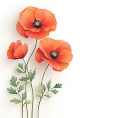 Obraz premium Vibrant poppy flowers with green leaves, isolate on white background.