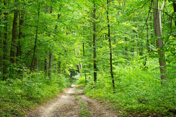 Fototapeta premium Path in green summer forest