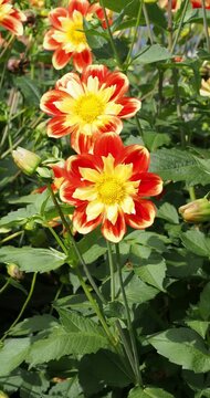 Upright stems bearing Dahlia collarette 'Pooh' flowers with bright red-orange and yellow petals around nectar-bearing stamens that attract a bee
