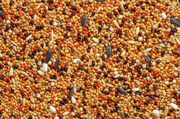 Budgies food background texture. bird cereal seed mixture.