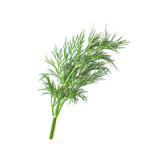 Obraz premium Sprigs of fresh green dill isolated on white