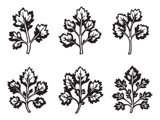 Parsley Leaf Organic Natural Healthy Ingredient